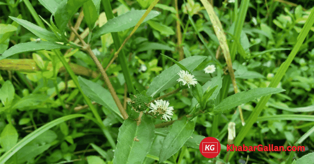 Bhringraj Now: The Ultimate Herb for Healthy Hair